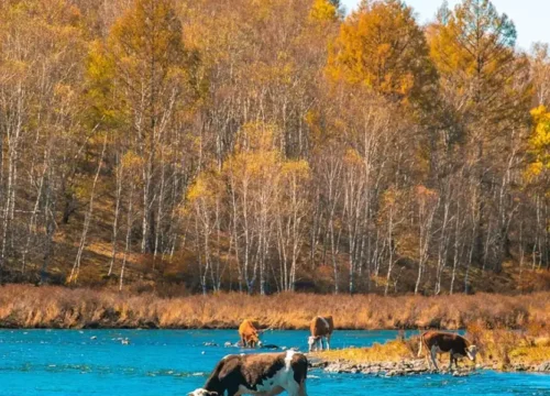 Northern Xinjiang: 7-Day Where Azure Lakes Meet Celestial Peaks