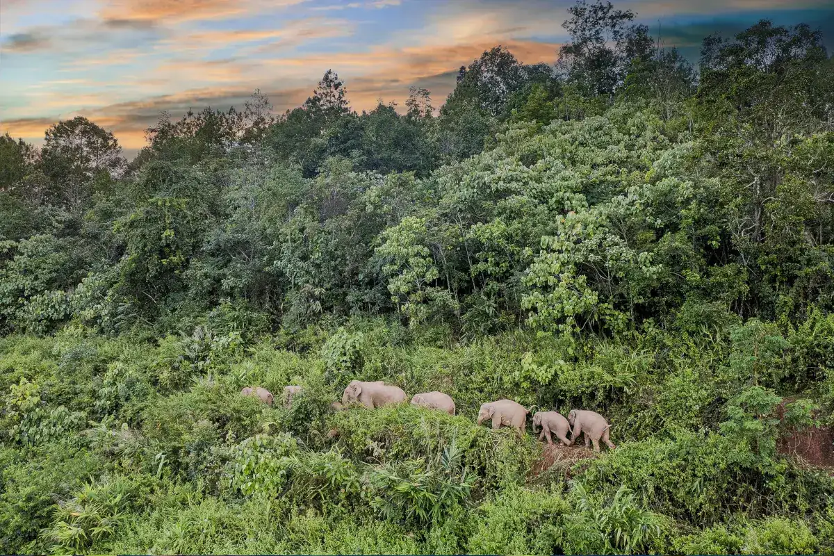 Rainforest Eco-Exploration