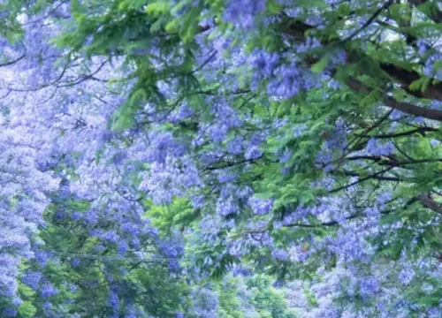 Country of Colorful Clouds: 6-Day Authentic Yunnan & Heritage Trail Kunming-Dali-Lijiang Tour